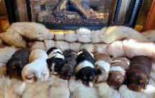 GORGEOUS DASHALIER PUPPIES