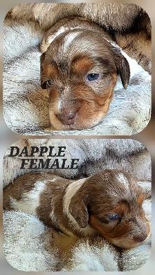 GORGEOUS DASHALIER PUPPIES - Photo 2