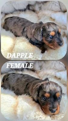 GORGEOUS DASHALIER PUPPIES - Photo 3