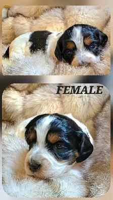 GORGEOUS DASHALIER PUPPIES - Photo 4