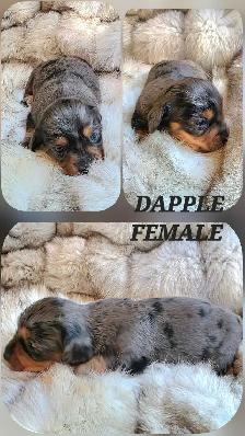 GORGEOUS DASHALIER PUPPIES - Photo 5