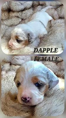 GORGEOUS DASHALIER PUPPIES - Photo 6