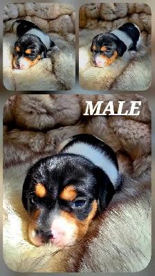 GORGEOUS DASHALIER PUPPIES - Photo 7