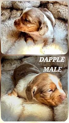 GORGEOUS DASHALIER PUPPIES - Photo 8