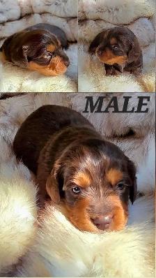 GORGEOUS DASHALIER PUPPIES - Photo 9