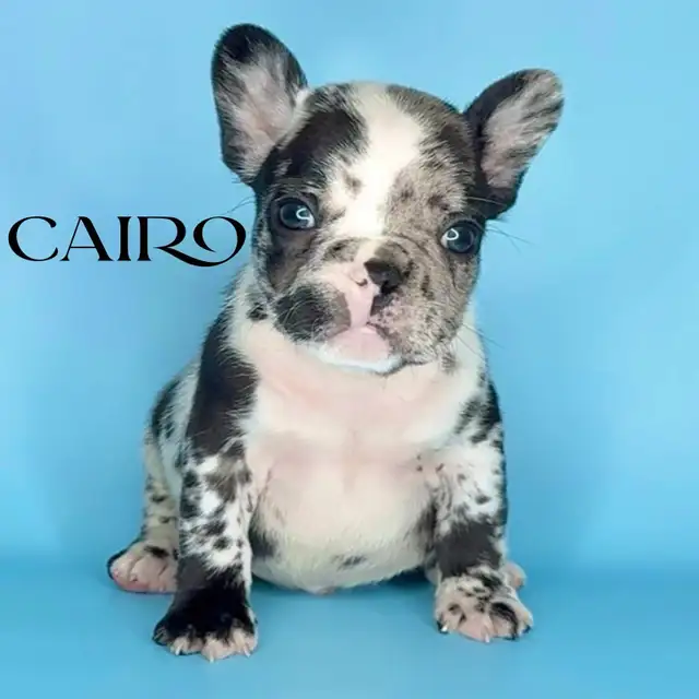 MOTO MUTZ FRENCH BULLDOGS & STANDARD