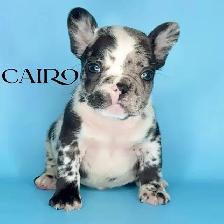 MOTO MUTZ FRENCH BULLDOGS & STANDARD