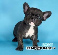 MOTO MUTZ FRENCH BULLDOGS & STANDARD - Photo 2
