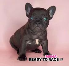 MOTO MUTZ FRENCH BULLDOGS & STANDARD - Photo 3