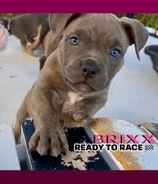 MOTO MUTZ FRENCH BULLDOGS & STANDARD - Photo 4