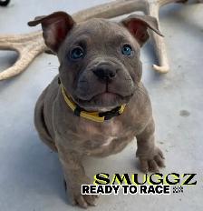 MOTO MUTZ FRENCH BULLDOGS & STANDARD - Photo 5