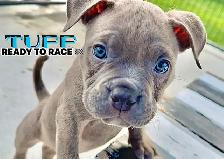 MOTO MUTZ FRENCH BULLDOGS & STANDARD - Photo 6