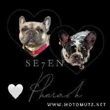 MOTO MUTZ FRENCH BULLDOGS & STANDARD - Photo 7