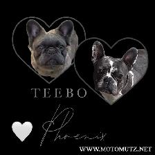 MOTO MUTZ FRENCH BULLDOGS & STANDARD - Photo 8