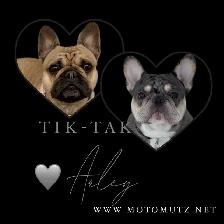 MOTO MUTZ FRENCH BULLDOGS & STANDARD - Photo 9
