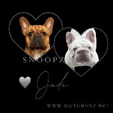 MOTO MUTZ FRENCH BULLDOGS & STANDARD - Photo 10