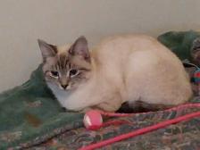 chatons Ragdoll Snowshoes - Photo 8