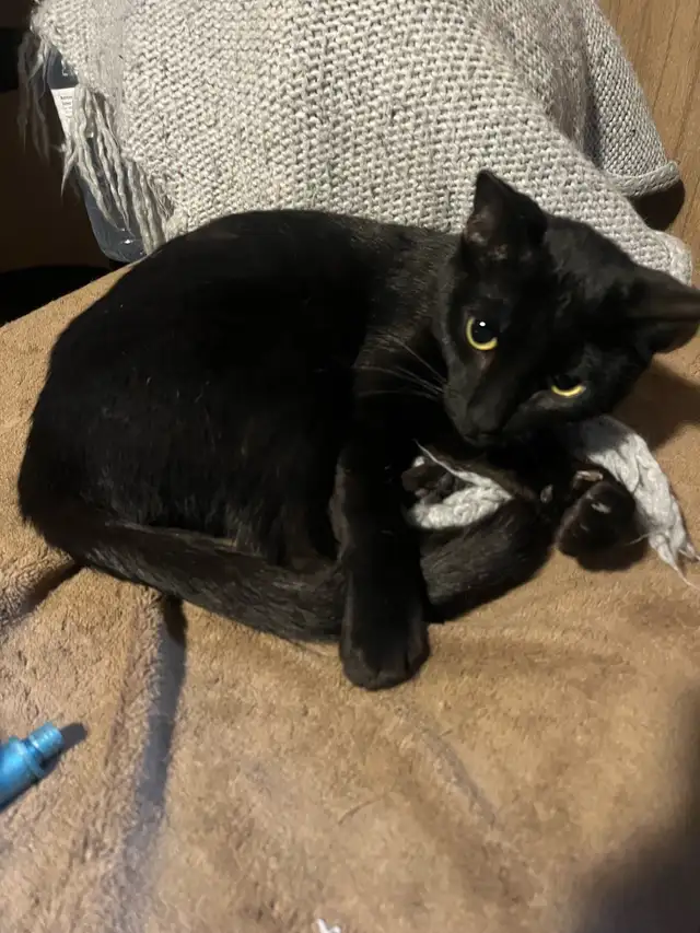 Female Siamese/ Bengal 18 month old for rehoming!