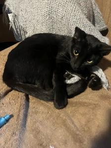 Female Siamese/ Bengal 18 month old for rehoming!