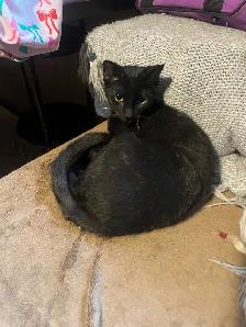 Female Siamese/ Bengal 18 month old for rehoming! - Photo 2