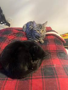 Female Siamese/ Bengal 18 month old for rehoming! - Photo 4