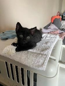 Female Siamese/ Bengal 18 month old for rehoming! - Photo 5