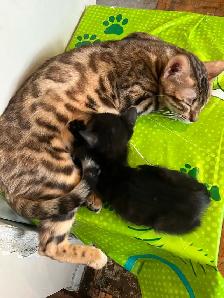 Female Siamese/ Bengal 18 month old for rehoming! - Photo 6