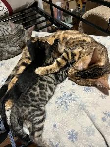 Female Siamese/ Bengal 18 month old for rehoming! - Photo 7