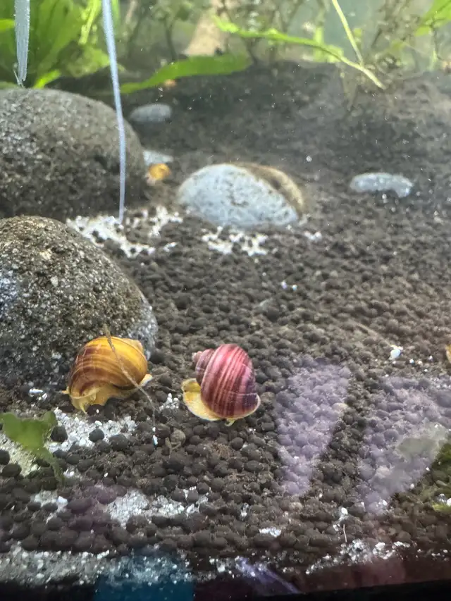 Mystery Snails Magenta, Gold, Chestnut
