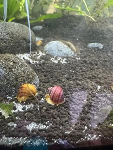 Mystery Snails Magenta, Gold, Chestnut