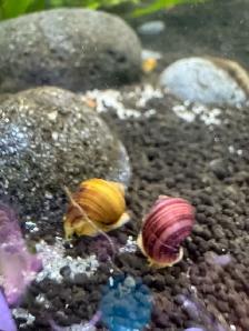 Mystery Snails Magenta, Gold, Chestnut - Photo 2