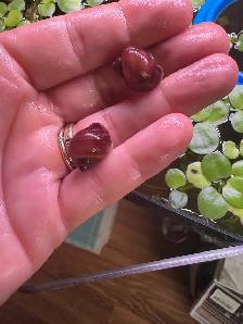 Mystery Snails Magenta, Gold, Chestnut - Photo 3