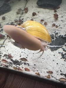 Mystery Snails Magenta, Gold, Chestnut - Photo 4