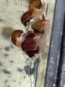 Mystery Snails Magenta, Gold, Chestnut - Photo 5