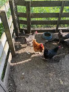 11 one year old hens and rooster - Photo 2