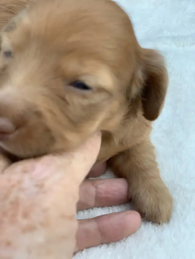 CKC Lh Mini Dachshund Puppies Available