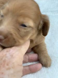 CKC Lh Mini Dachshund Puppies Available