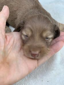 CKC Lh Mini Dachshund Puppies Available - Photo 2