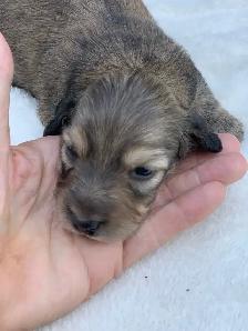 CKC Lh Mini Dachshund Puppies Available - Photo 3