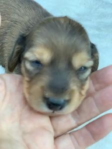 CKC Lh Mini Dachshund Puppies Available - Photo 4