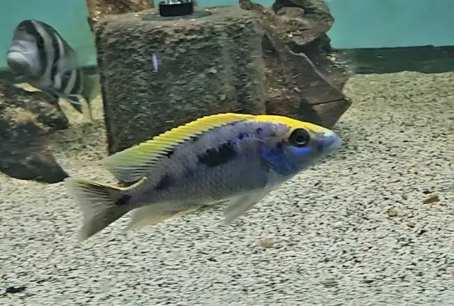 yellow blaze lithobate breeding group (z-rocks) 3'-4'