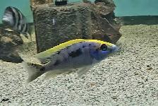 yellow blaze lithobate breeding group (z-rocks) 3'-4'