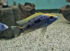 yellow blaze lithobate breeding group (z-rocks) 3'-4' - Photo 3