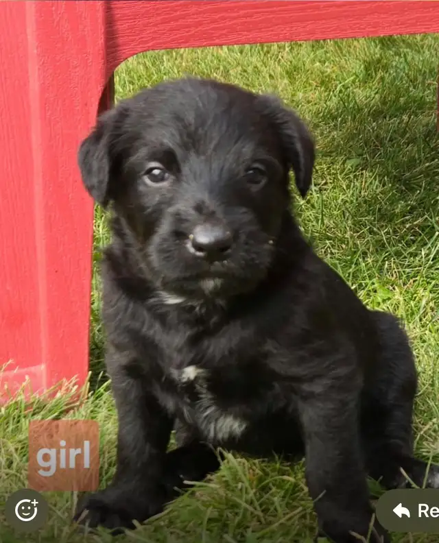 puppies for sale