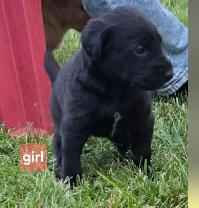 puppies for sale - Photo 2