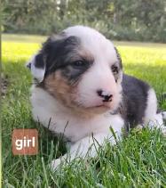 puppies for sale - Photo 3