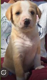puppies for sale - Photo 4