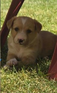 puppies for sale - Photo 5