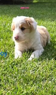 puppies for sale - Photo 6