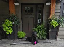 puppies for sale - Photo 7